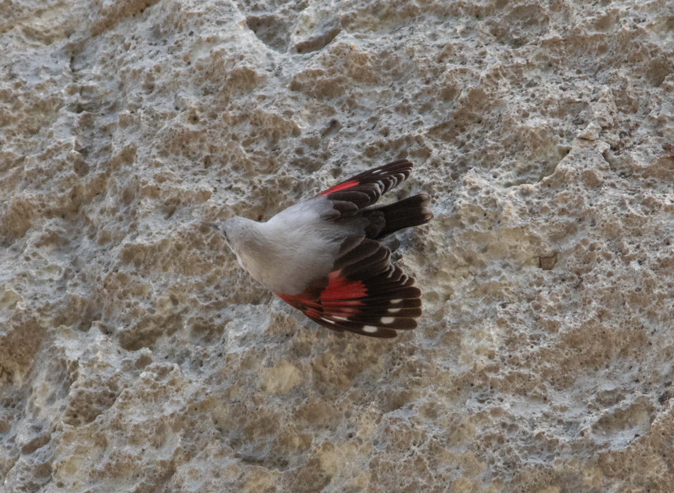 Miniature